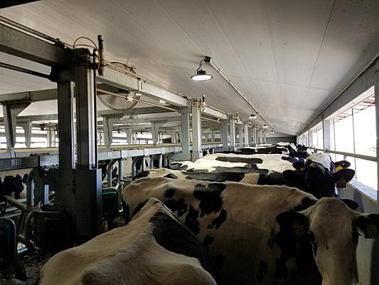 Milk Parlor / Dairy Processing