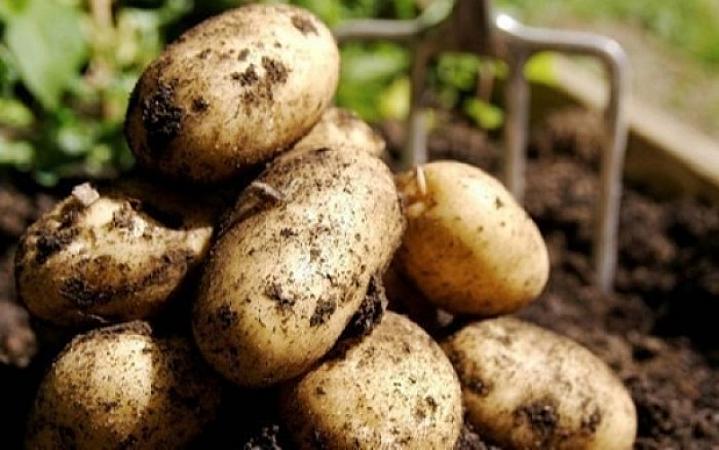 Potato News Today ran an article about our New Potato Storage