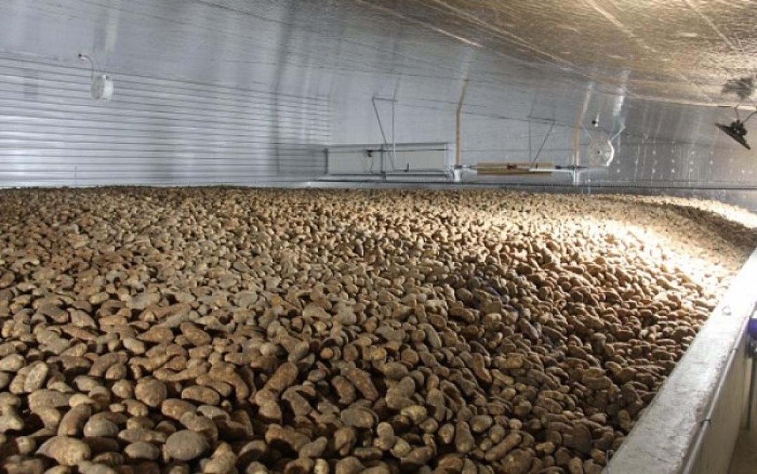 Potato Storage Done Right