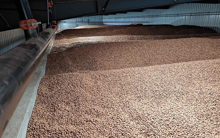 Ever Seen 1 Billion Pecans In A Pile?