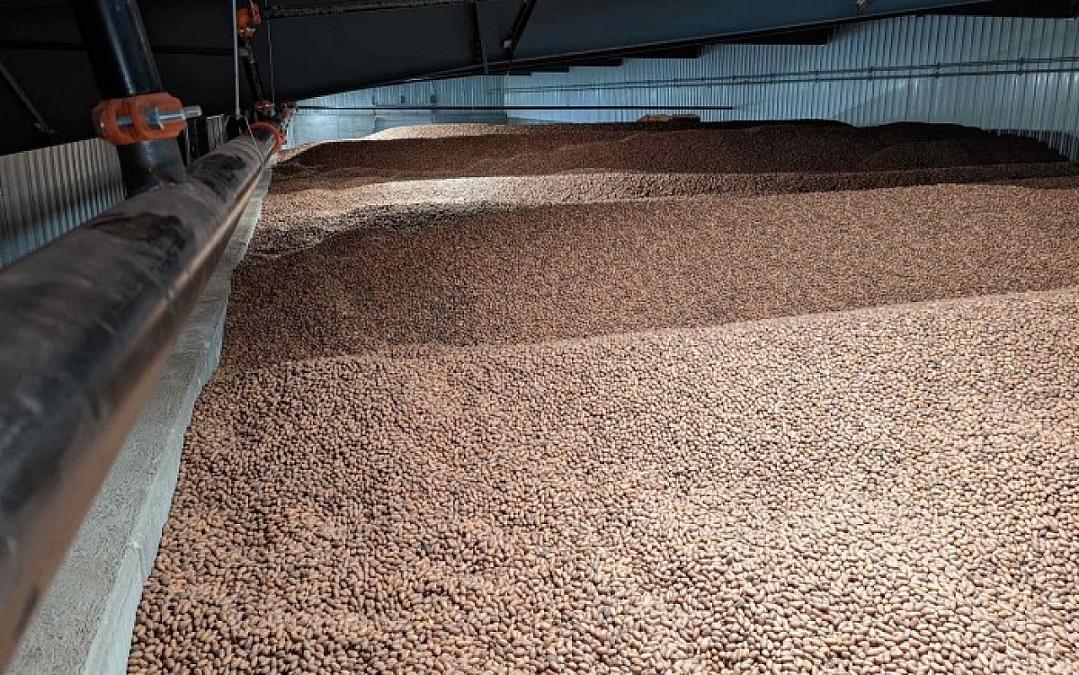 Ever Seen 1 Billion Pecans In A Pile?
